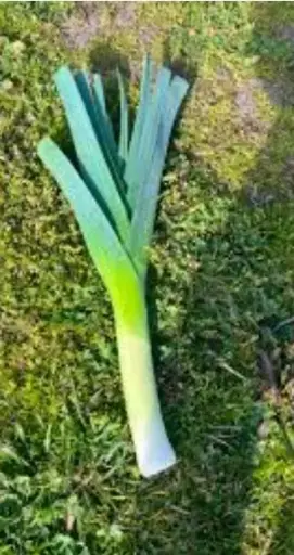 Leeks (Sri Lanka) 1 Pcs Pack 